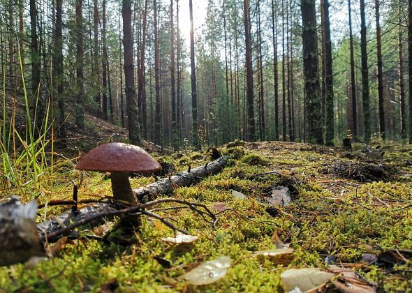 Не собирайте грибы возле кладбища